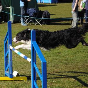 Second Chance Kennels