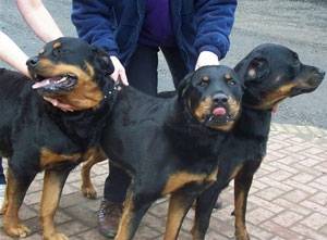 Damian the Sheep and lots of Rotties!