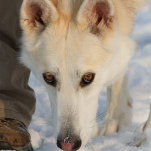 Second Chance Kennels