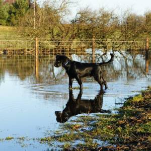 Second Chance Kennels