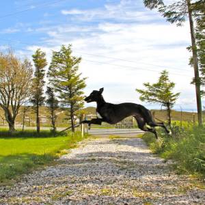 Second Chance Kennels