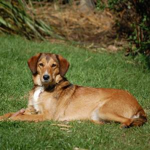 Second Chance Kennels