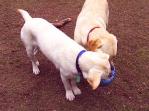 Second Chance Kennels