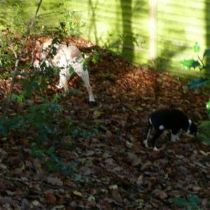 Skye, Susie & Fudge