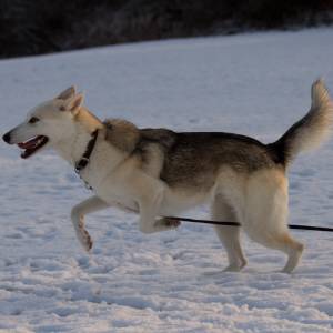 Second Chance Kennels