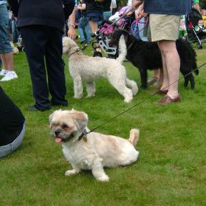 Second Chance Kennels