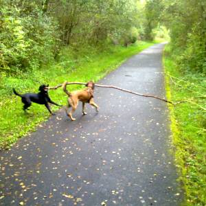 Second Chance Kennels