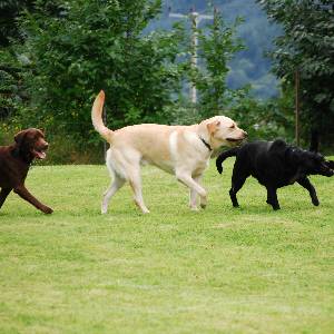 Second Chance Kennels