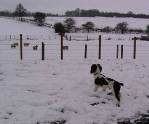 Second Chance Kennels