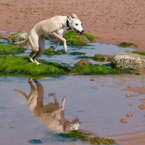 Second Chance Kennels