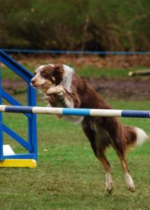 Agility at Camperdown Park.