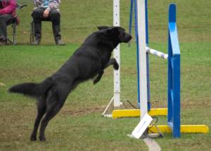 Agility at Camperdown Park.