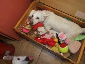 Had to share wee Louis 's pics !!with him in the toy box. He is on Homeless Hounds !!