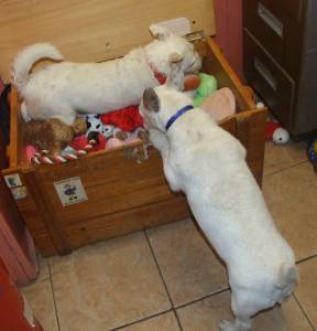 Had to share wee Louis 's pics !!with him in the toy box. He is on Homeless Hounds !!