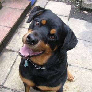 Thor handsome Rottweiler