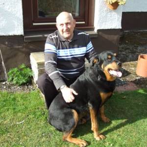 Thor handsome Rottweiler